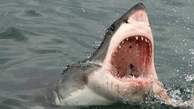 El gran tiburón blanco tiene fama de ser un monstruo devoraror de seres humanos.