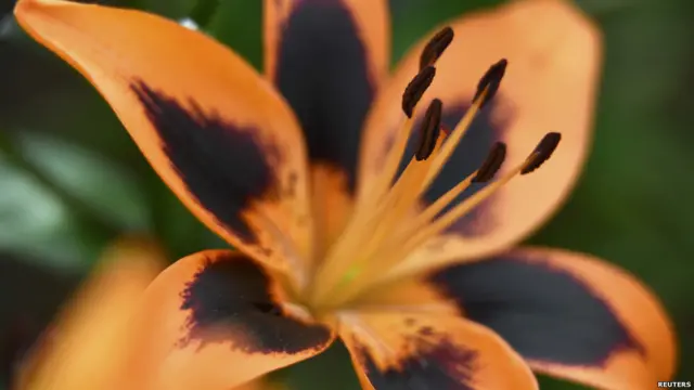 آر ایچ ایس کے مشیر لیہ ہنٹ کا کہنا ہے کہ تمام باغیچے اہم ہیں کیونکہ یہ سب جنگلی حیات کی پناہ گاہ ہیں، شہروں کو گرمیوں میں ٹھنڈا رکھتے ہیں اور سردیوں میں سردی سے محفوظ رکھتے ہیں۔