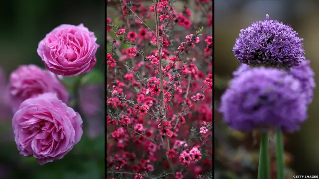 فلاور شو کے آغاز سے قبل دنیا بھر کے نامور باغبان تیاری میں دن رات ایک کر دیتے ہیں۔