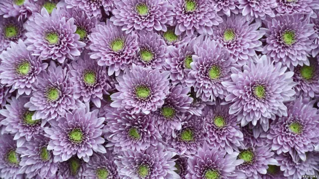 چھوٹے باغیچے بھی اس فلاور شو کا حصہ ہیں جو کہ طلائی تمغے کے حصول کے لیے مقابلہ کریں گے۔