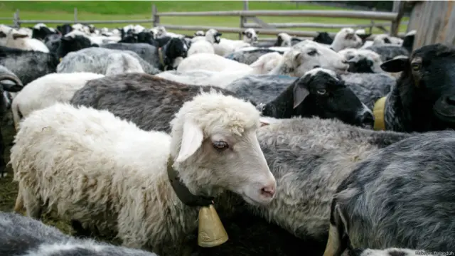 Максим Баландюх