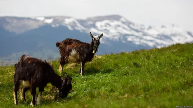 Максим Баландюх