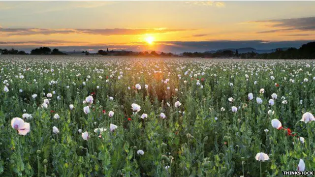 Hasta ahora el opio se sacaba de la planta de amapola.