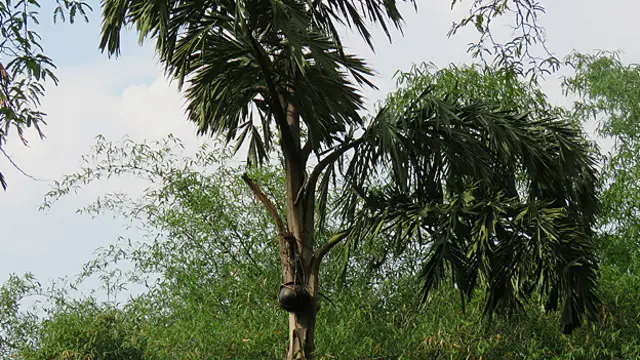 تاڑ اور کھجور کی طرح ہی اس سے نکلنے والے رس سے دیسی شراب تیار ہوتی ہے