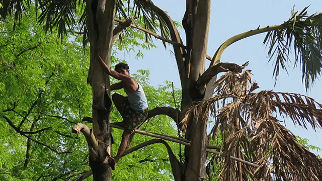 سلپھی کی اہمیت کا اندازہ اس بات سے لگایا جا سکتا ہے کہ اسے قبائلی اپنی بیٹیوں کو جہیز میں دیتے ہیں
