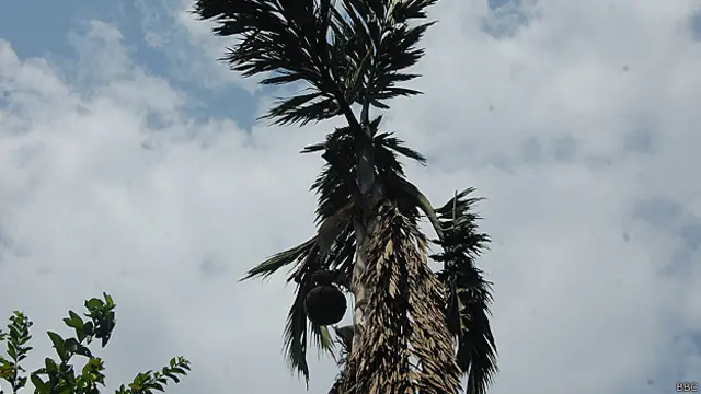 ایک سلفی کے درخت سے سال میں 20 سے 25 ہزار روپے کی آمدنی ہو جاتی ہے