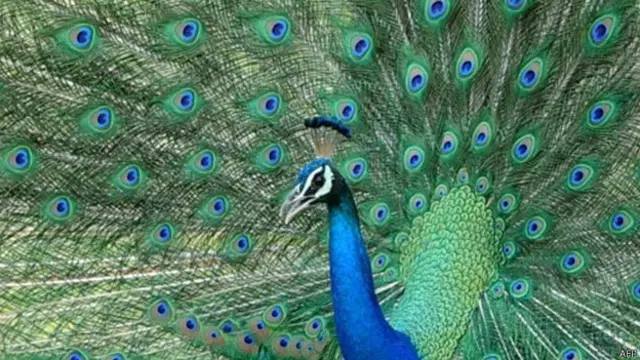 Pavo real