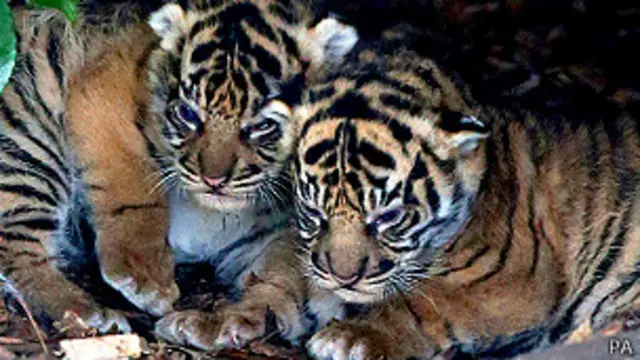 बाघ के शावक