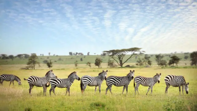 Serengeti atrai turistas, mas a cidade mais próxima deve crescer nos próximos anos