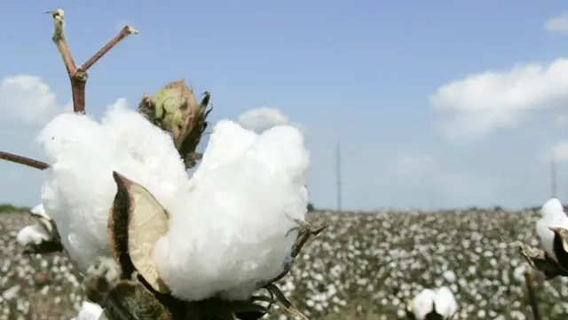 اس سال ایک کروڑ 14 لاکھ کے قریب گانٹھیں روئی بنانے والی ملز میں پہنچ جائیں گی: کاٹن کمشنر