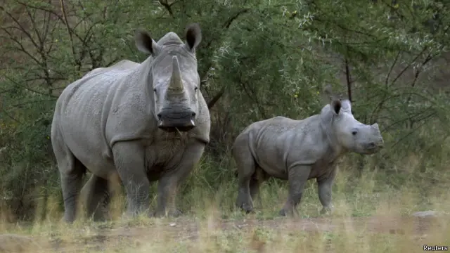 犀牛（资料照片）