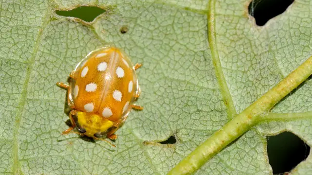 Оранжевая божья коровка