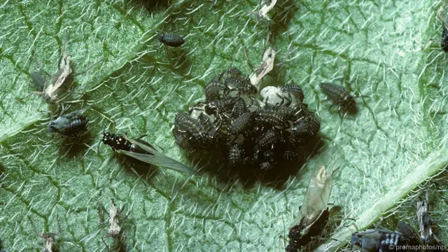 Личинки божьей коровки