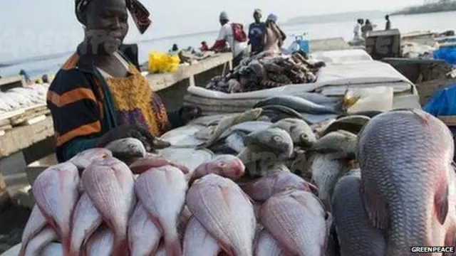 绿色和平组织披露中国渔船涌向西非水域进行非法捕捞，威胁当地的海洋资源，要求中国当局对此开展调查。