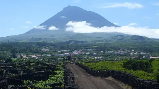 亚速尔的葡萄园
