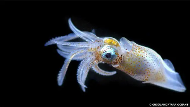 ابھی تک ٹیم نے 35 ہزار نمونوں میں سے 579 نمونوں کا تجزیہ کیا ہے 