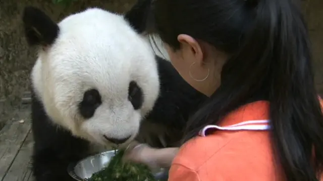 جیا جیا کے چھ بچے ہیں