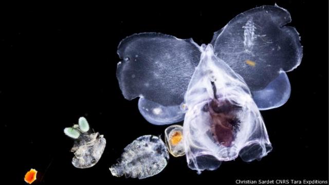 Cómo lucen los animales marinos descubiertos en el océano Índico? Revelan  impactantes fotografías, Ciencia