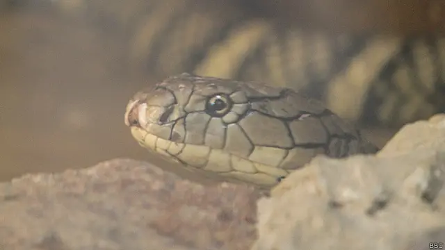 किंग कोबरा