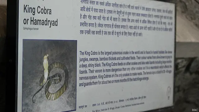 किंग कोबरा