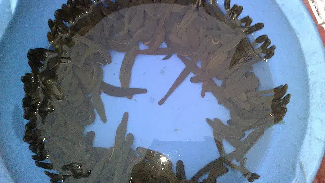 Porno semiz xorozlar Oksana Marchenkoning soxta porno suratlari