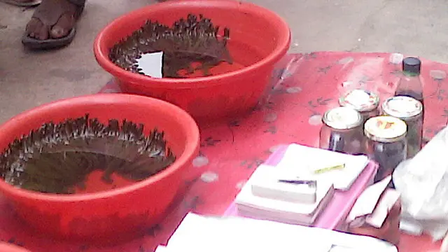 Mikki sichqonchani jinsiy aloqa qilish Lesbian porno onalar