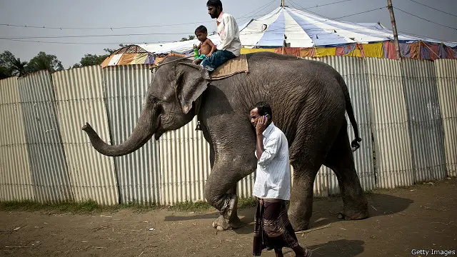 सर्कर का हाथी