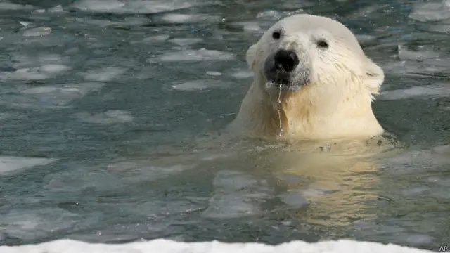 El volumen de hielo marino está diminuyendo a un ritmo del 12% cada 10 años.