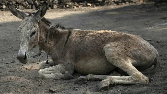 جام خان شورو کا کہنا ہے کہ ان کے حلقے میں واپڈا حکام کی لاپراہی کا یہ پہلا واقعہ نہیں ہے