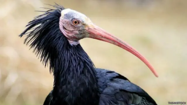 اطلاعات کے مطابق یہ یہ لمبی چونچ والا گنجے پرندے لق لق کی تعداد صرف چار رہ گئي ہے۔ اسے عربی میں ابو منجل اور انگریزی میں ibis کہا جاتا ہے