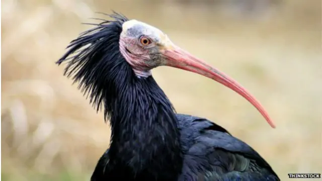 150525104858_northern_bald_ibis_640x360_thinkstock_nocredit.jpg.webp