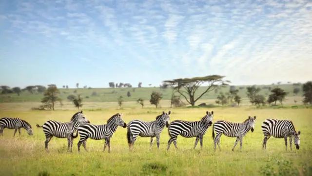 Cebras en Serengeti