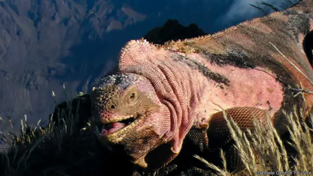 Розовые игуаны нигде, кроме как на острове Исабела, не встречаются. На фото одна из них запечатлена как раз на кромке вулкана Вольф