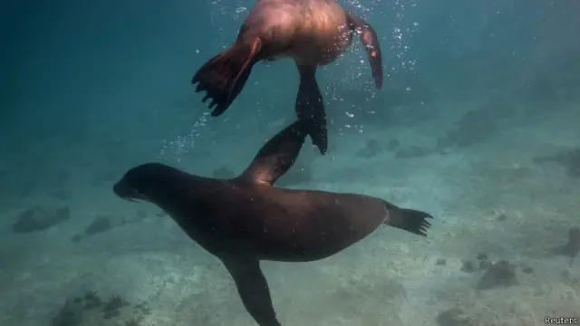 Акватория Галапагосов - дом для многих видов животных, в том числе и для морских львов