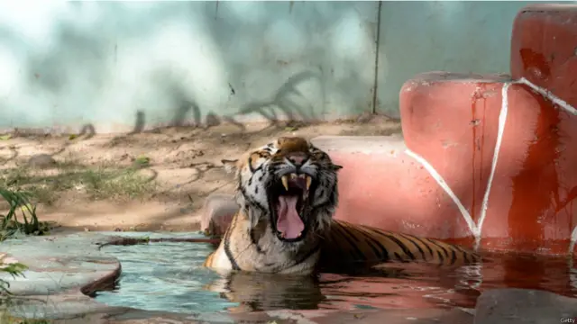 احمد آباد کے چڑیا گھر میں یہ دس سالہ شیر پرتاپ ٹھنڈک حاصل کرنے کے لیے پانی میں جا بیٹھا۔