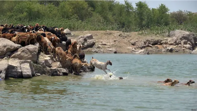 انسان تو انسان جانور بھی ٹھنڈک کی تلاش میں تالاب میں کود پڑے ہر چند کہ بکریاں عام طور پر پانی سے بہت ڈرتی ہیں۔
