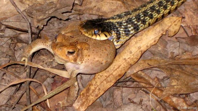 #Snaketoad (केली मॉरिस की तस्वीर)