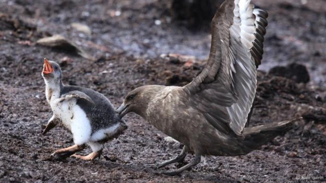 #Poorpenguin (लियम क्विन की तस्वीर)