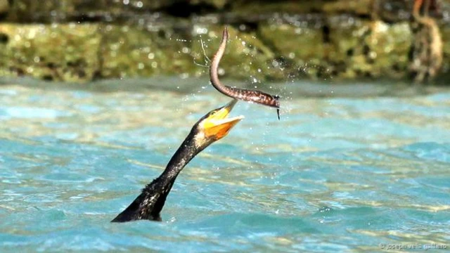 #Cormorantcatch (जोज़ेफ़ वेलिया ग़ाफ़िरो की तस्वीर)