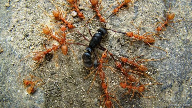 #Antfight (दिलीप एस पंडित की तस्वीर)