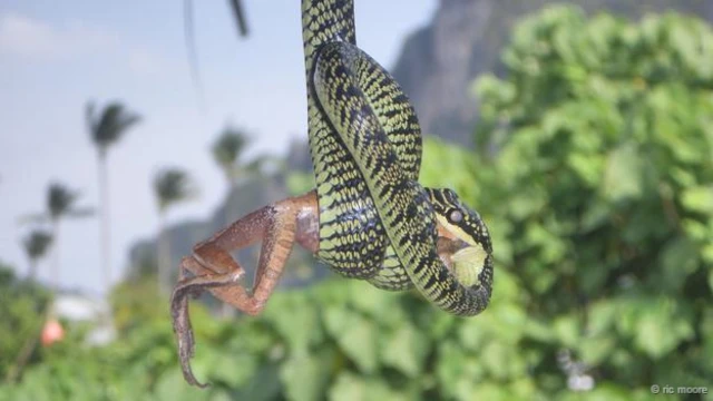 #Strangulation (रिक मूर की तस्वीर)