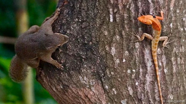 #Faceoff (साइमन मार्शल की तस्वीर)