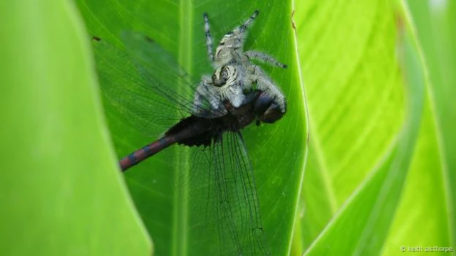 #Spiderkill (कीथ ऐस्थॉर्प की तस्वीर) 