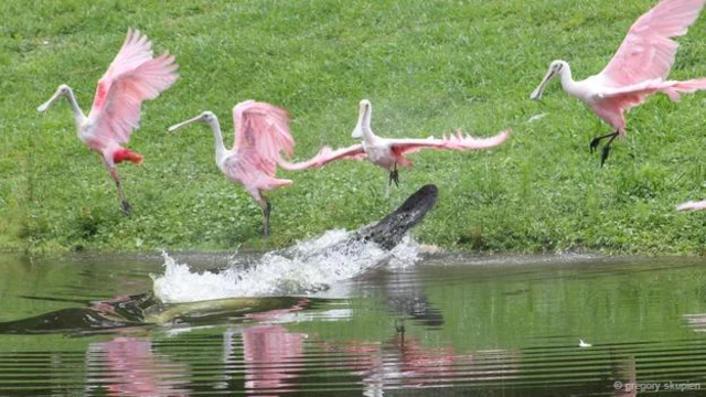 #Alligatorstrike (ग्रेगरी स्कुपाइन की तस्वीर)