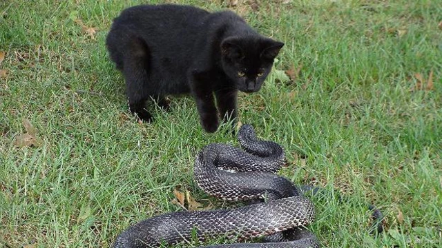 #Blackracer (जिम प्राइस की तस्वीर)