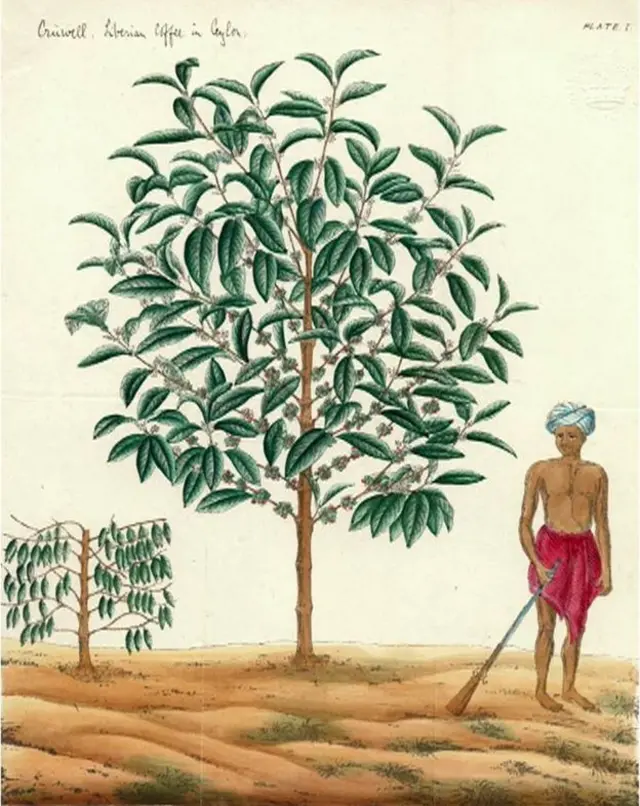 No fue sino hasta finales del siglo XIX que se confirmó que la Arábiga era una planta etíope y no árabe, como sugiere su nombre.