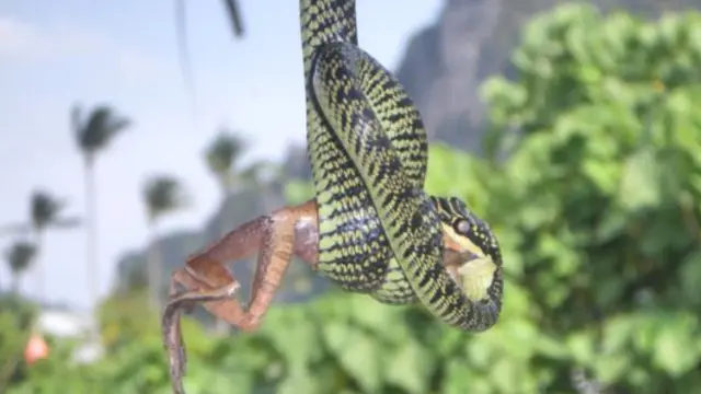 Cientistas que estudam o aperto dado pelas cobras dizem que ele é forte o suficiente para afetar a circulação sanguínea