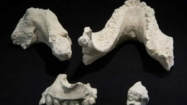 اس نوع کے انسانوں کے جبڑے جہاں مضبوط تھے وہیں ان کے دانت بہت چھوٹے تھے