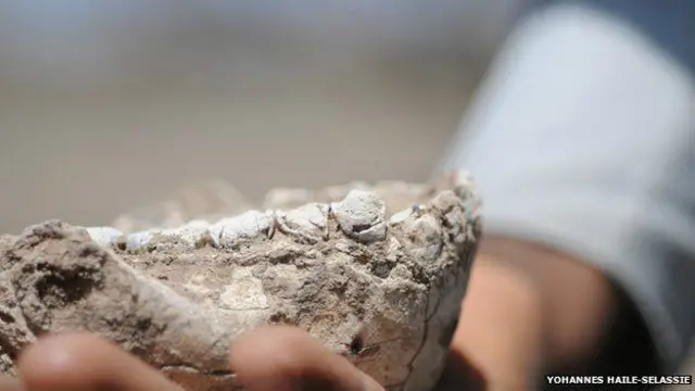 Dari usia fosil rahang dan gigi, diperkirakan spesies baru ini hidup antara 3,3 juta dan 3,5 juta tahun silam.