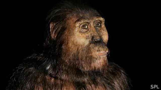Se pensaba que el Australopithecus afarensis era un ancestro directo de los humanos modernos. 
